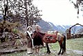 Alice Kandell with villager and horse, Sikkim