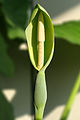 Inflorescence