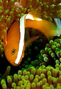 A. sandaracinos (Orange anemonefish) showing the broader white stripe extending to the upper lip.