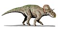 Avaceratops