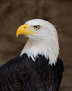 עיטם לבן ראש, המוכר כציפור הלאומית של ארצות הברית ומופיע גם על סמלה.