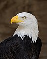 Image 2 Portrait of a Bald Eagle Photograph: W. Lloyd MacKenzie The Bald Eagle (Haliaeetus leucocephalus) is a bird of prey found in North America. As visible here, adults are not bald, but have a head of white feathers. Its name comes from an older meaning of the word, meaning "white headed". More selected pictures