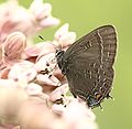 A Banded Hairstreak on Common Milkweed