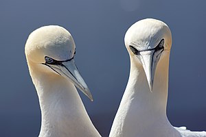 20. Platz: Xjvolker mit Basstölpel (Morus bassanus) auf dem Lummenfelsen im NSG Helgoland