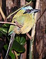 Blauscheitelmotmot (Momotus momota)