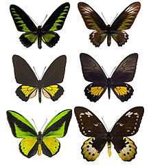 Male (left) and female (right) representatives of Trogonoptera (top), Troides (middle), and Ornithoptera (bottom)