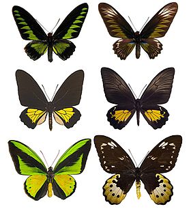 Um representante masculino e feminino dos gêneros Trogonoptera, Troides e Ornithoptera. Espécies de cima para baixo, da esquerda para a direita: Trogonoptera brookiana (♂), Trogonoptera brookiana (♀), Troides oblogomaculatus (♂), Troides oblogomaculatus (♀), Ornithoptera goliath (♂), Ornithoptera goliath (♀).