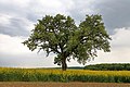 Vorschaubild der Version vom 21:45, 21. Mai 2019