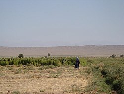 مزارع کشاورزی روستای بداغ آباد