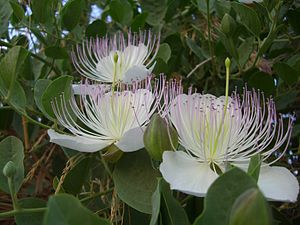 케이퍼(Capparis spinosa)