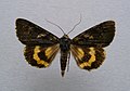 Catocala antinympha sweetfern underwing