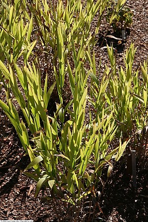 Chasmanthium laxum