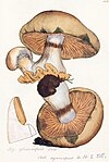 Old drawing of Cortinarius glaucopus