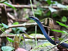 Common tree snake, a blue variation, Cairns, Queensland