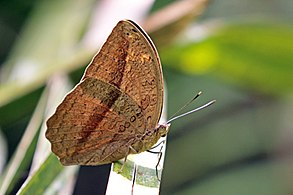 Male B. c. katera Kibale Forest, Uganda
