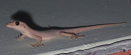 Cosymbotus platyurus, Bogor.