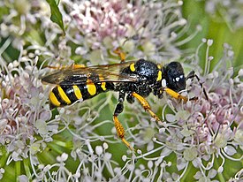 Crabro cribrarius