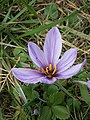 Crocus sativus