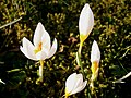 Crocus sieberi 'Bowles White'