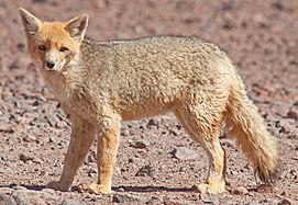 Renard gris d'Argentine (Lycalopex culpaeus).