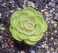 Drosera zonaria