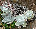 Dudleya farinosa