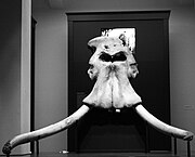 Skull of Palaeoloxodon antiquus in front-on view, showing flared premaxillae with divergent tusks