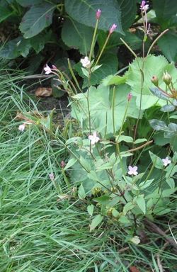 Lehtohorsma (Epilobium montanum)