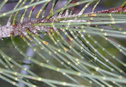 Ramos equisetoides de Casuarina.