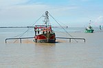 Glass eels fishing boat using pibalour push nets in the Gironde estuary