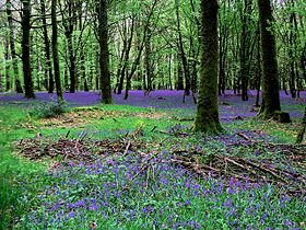 Image illustrative de l’article Forêt d'Andaine