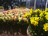 Hyacinths and daffodils, 2005