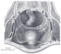 The peritoneum of the male pelvis