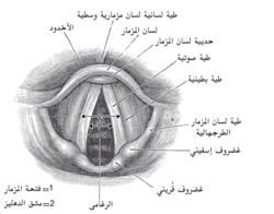 عرض باستخدام "منظار الحنجرة" للجزء الداخلي من الحنجرة (الطية الطرجهالية اللسان مزمارية موسومة في وسط اليمين).