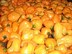 Orange habaneros