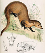 Drawing of brown mongoose