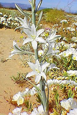 Hesperocallis undulata.