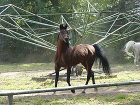 Étalon arabe polonais bai au haras national de Janów Podlaski