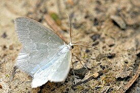 Mustikkalehtomittari (Jodis putata)