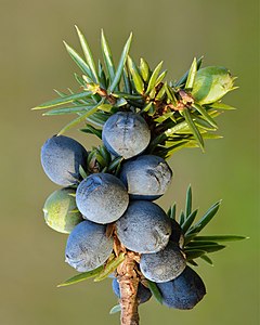 Juniper berries, by Iifar