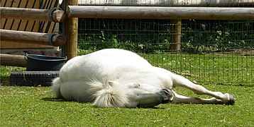 Poney allongé sur le flanc, en sommeil profond.