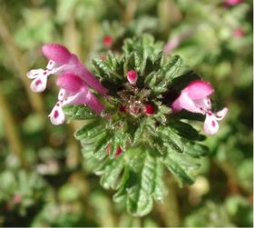 Lamium amplexicaule (Lamiaceae)