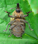 Ventral view