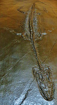 Lariosaurus balsami