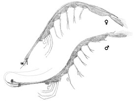 Lucifer typus, самка и самец