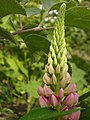 Lupine bei Sonnenuntergang