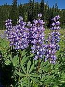 Lupinus arcticus[англ.]