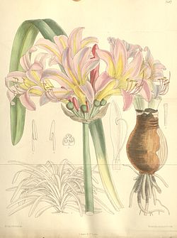 Lycoris squamigera