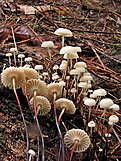 Marasmius rotula