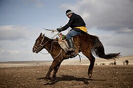 Un jeune cheval assez maigre rue pendant qu'un homme le chevauche.